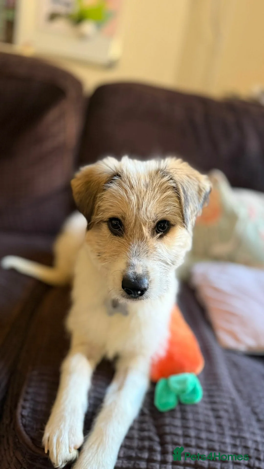 Mixed Breed dogs for adoption: Pumpkin for adoption in Greenford - Advert 1