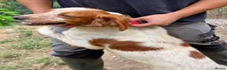 Brittany Spaniel dogs for adoption: Troy - Brittany Spaniel  in Ashford - Advert 6