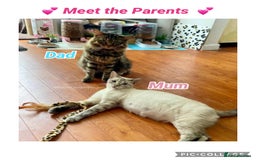 Bengal cats for sale: ⭐️ BENGAL KITTEN FOR SALE! ⭐️ 🩷❤️🧡💛💚🩵💙💜 - Image 16
