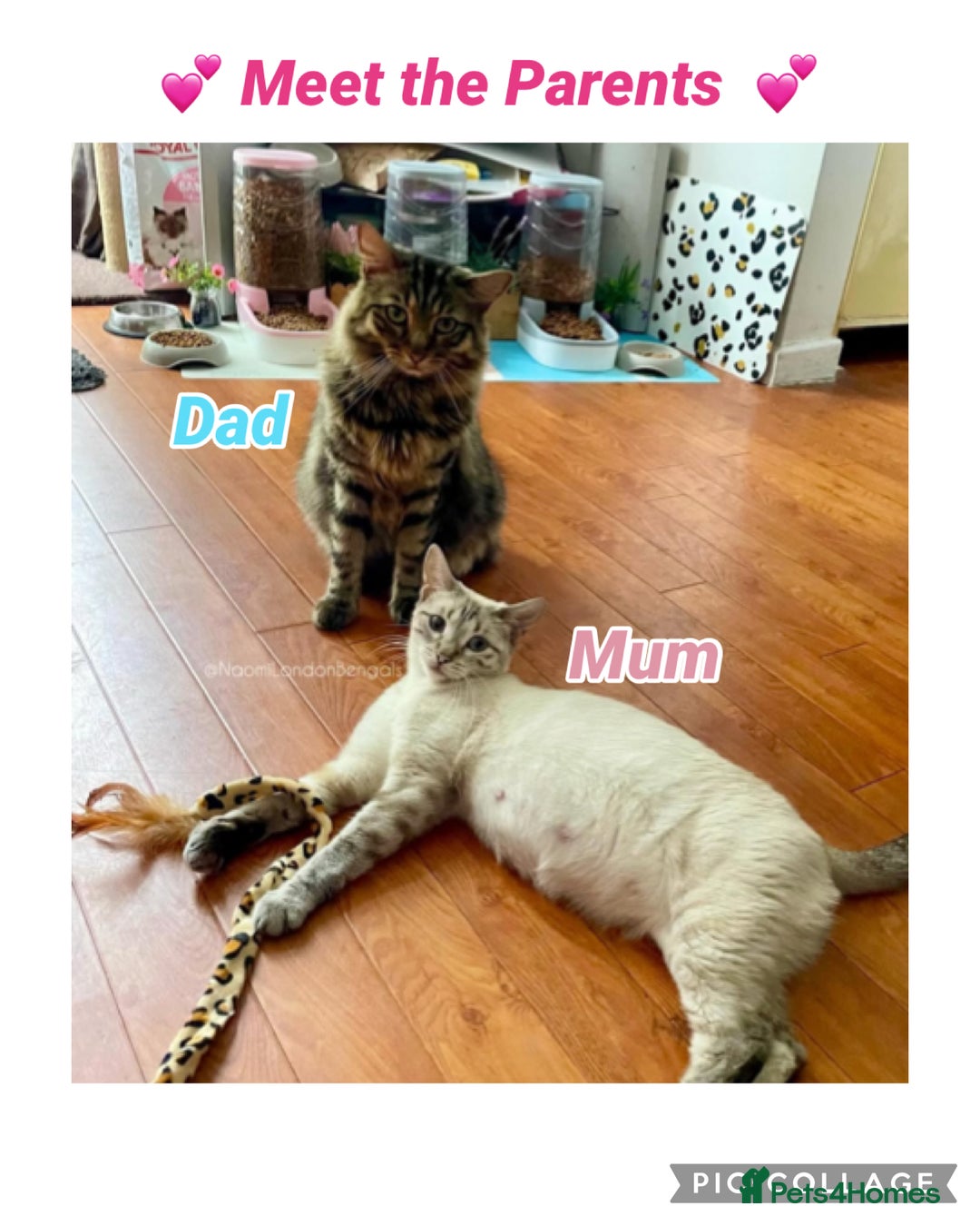 Bengal cats for sale: ⭐️ BENGAL KITTEN FOR SALE! ⭐️ 🩷❤️🧡💛💚🩵💙💜 - Image 16