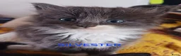 Ragdoll cats for sale: CUTE RARE BLUE RAGDOLL KITTENS  - Advert 4