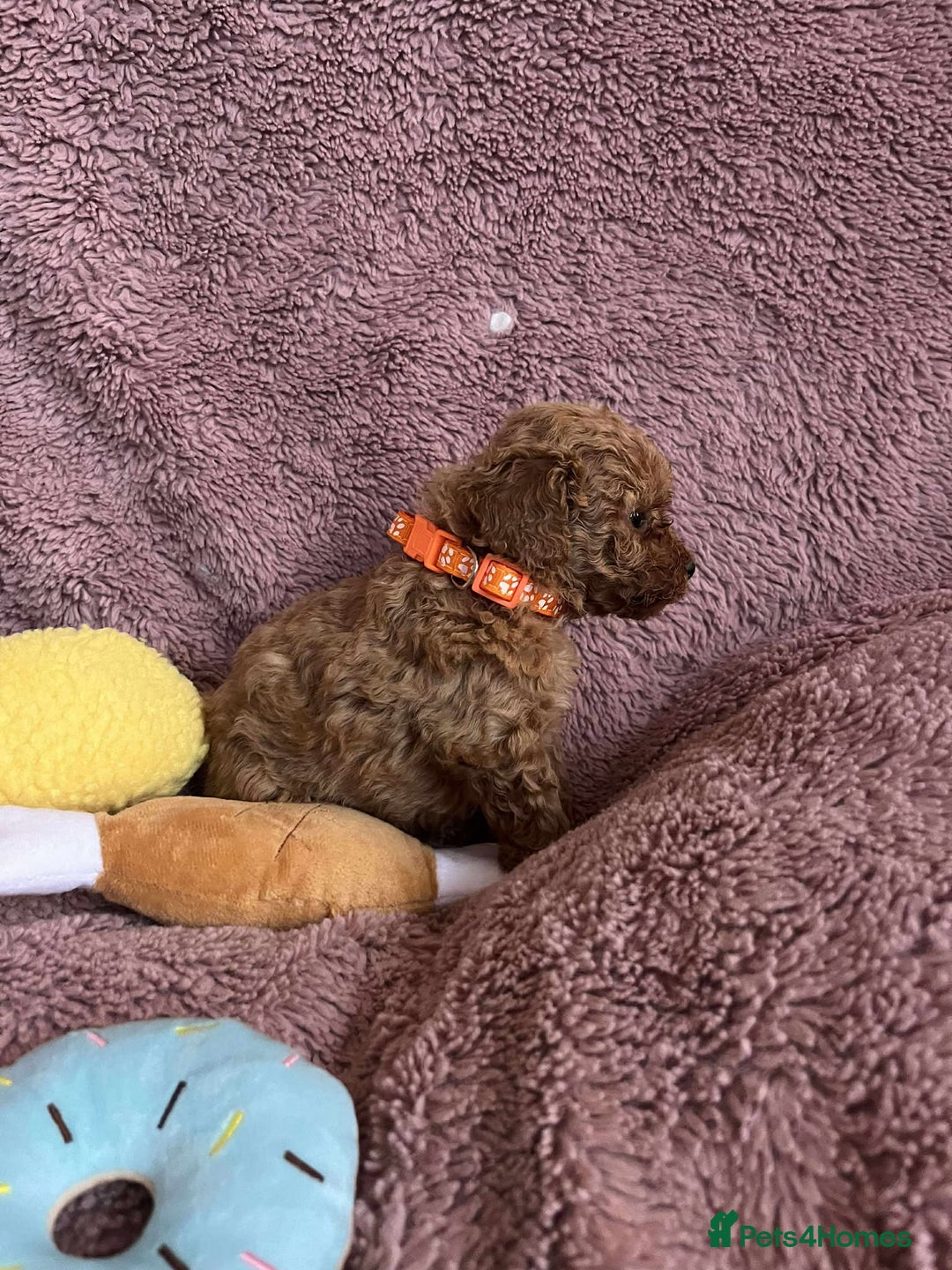 Miniature Poodle dogs for sale: Miniature Poodles!!! - Advert 18