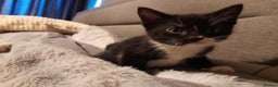 Mixed Breed cats for sale: Lovely  playful kittens  - Advert 4