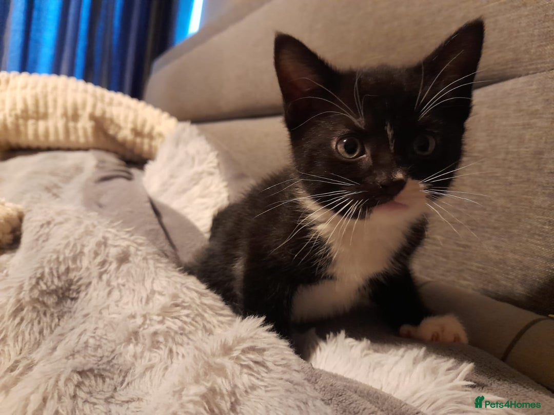 Mixed Breed cats for sale: Lovely  playful kittens  - Advert 4