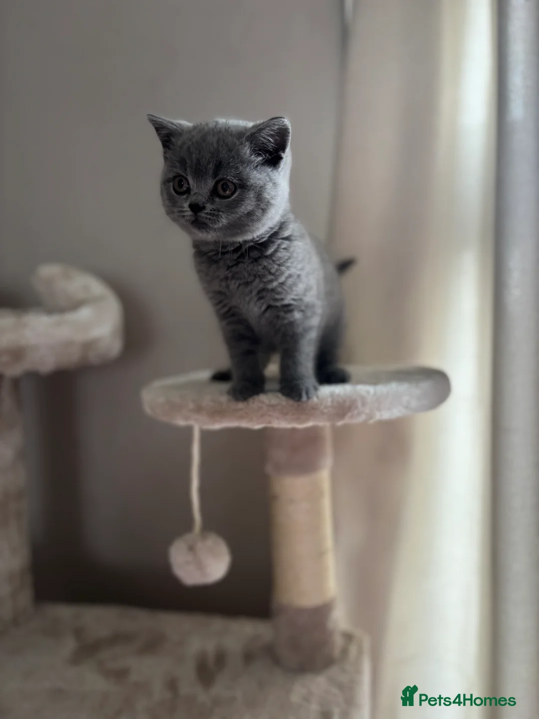 British Shorthair cats for sale: Lovely British short hair female - Advert 2
