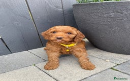 Labradoodle dogs for sale: F1b fox red labradoodle  - Image 3