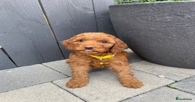 Labradoodle dogs - Advert 1