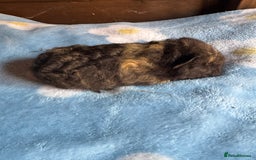 Guinea Pig rodents for sale: Swiss male baby guinea pigs  - Image 8