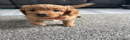 Cockapoo dogs for sale: Cockapoo puppies - Advert 10