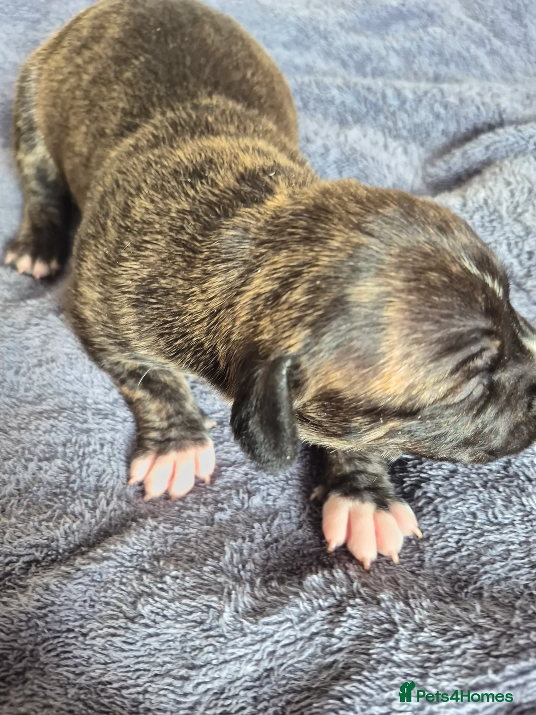 Staffordshire Bull Terrier dogs for sale: Staffordshire Terrier puppies - Advert 2
