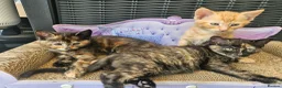 Mixed Breed cats for sale: Beautiful mixed ginger calico kittens for sale - Advert 9