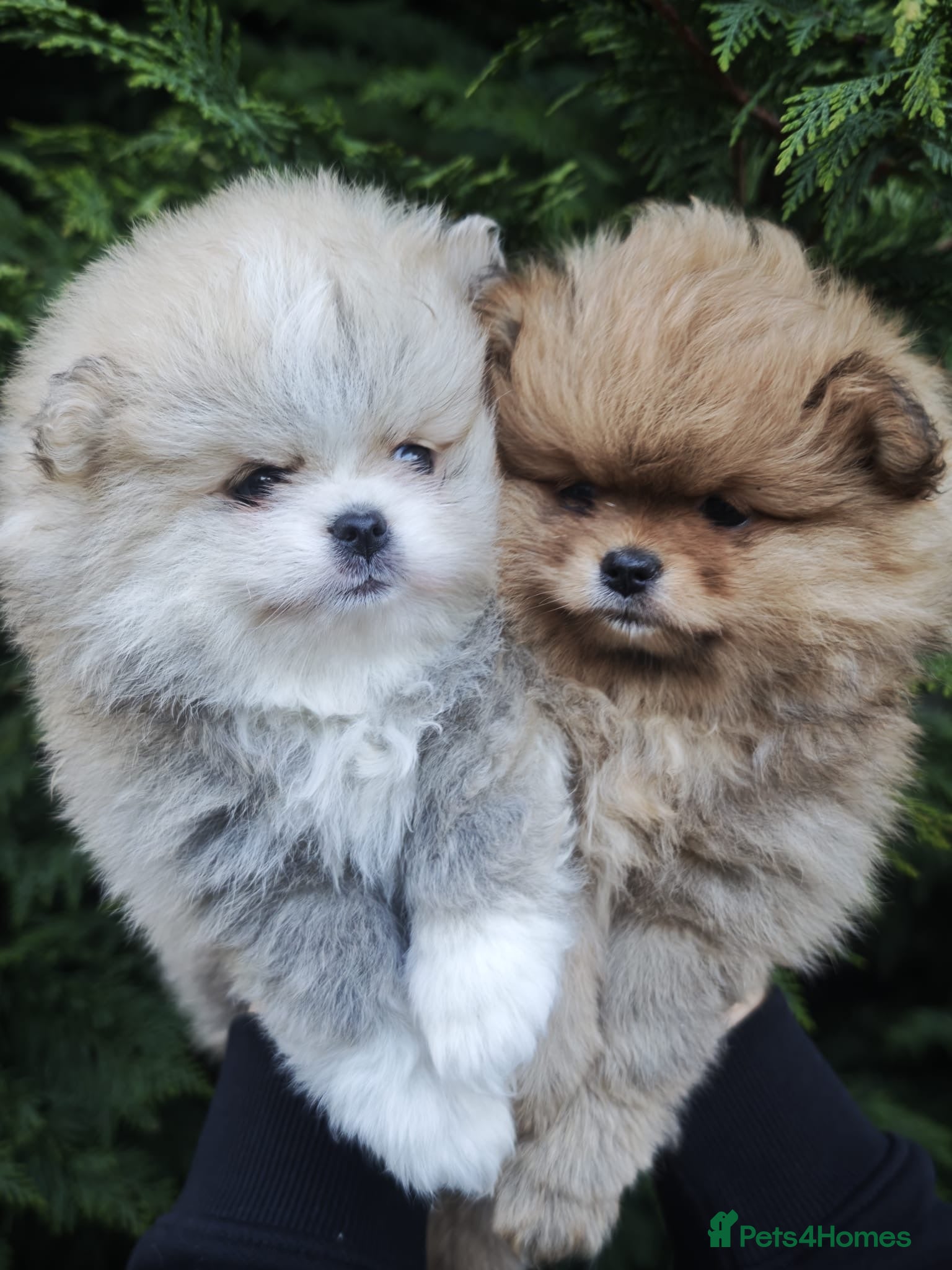 Pomeranian dogs KC  **  Pure Pomeranian,Teddy Bear Type - Advert 1