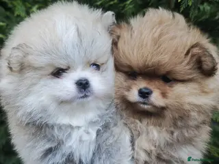 Pomeranian dogs KC ** Pure Pomeranian,Teddy Bear Type - Advert 5