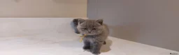 British Shorthair cats for sale: Pure Blue British Shorthair Kittens  - Advert 15
