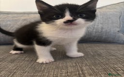 Mixed Breed cats for sale: 2 boy kittens left reduced price  - Image 1