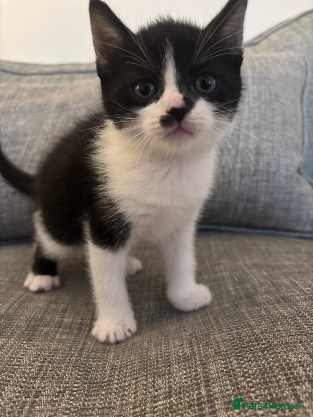 Mixed Breed cats for sale: 2 boy kittens left reduced price  - Image 1
