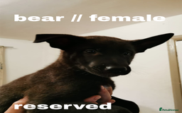 Mixed Breed dogs for sale: Mal X (shepinois) puppies for sale! - Image 8