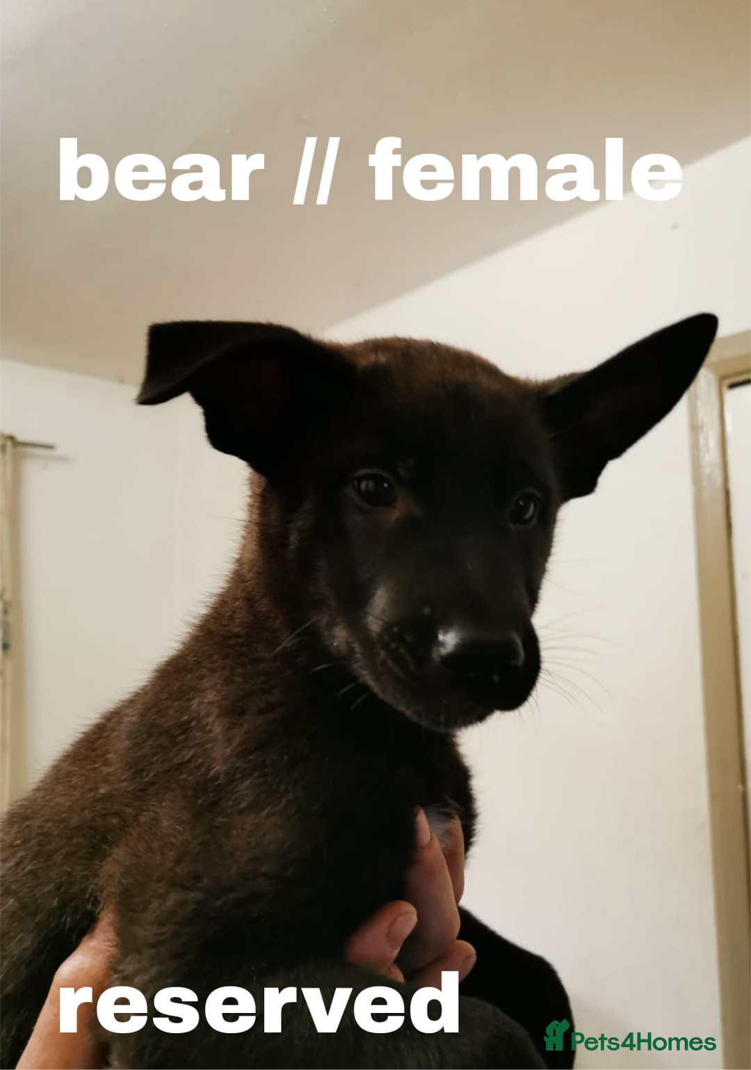 Mixed Breed dogs for sale: Mal X (shepinois) puppies for sale! - Image 8