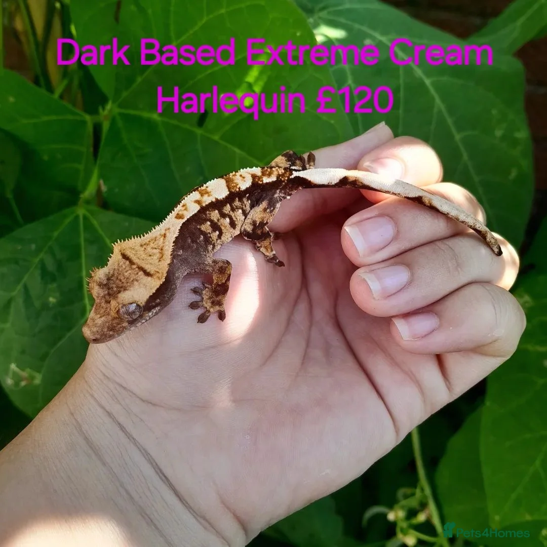 Gecko reptiles for sale: Various Crested Geckos for sale  - Advert 2