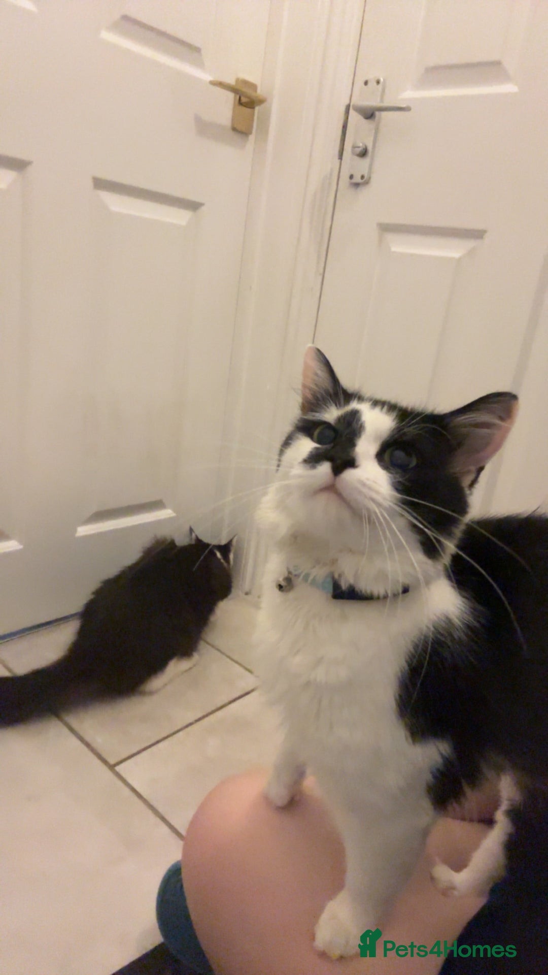 Mixed Breed cats for sale: Momo mane coon mix  - Advert 7