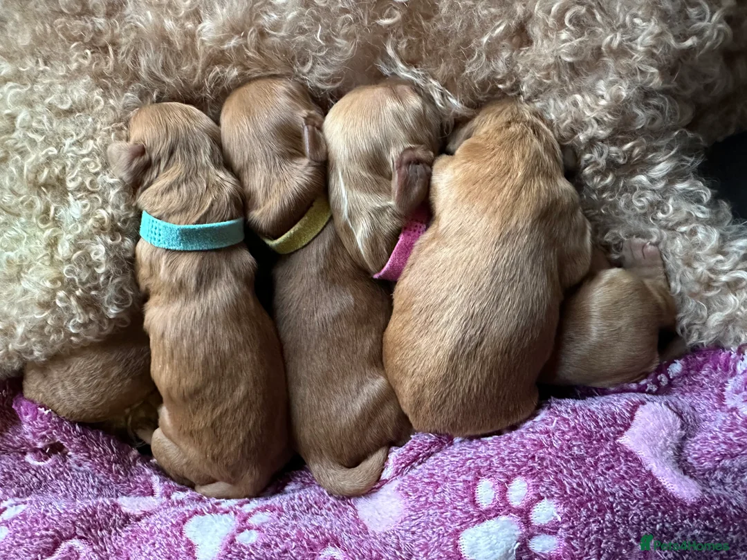 Cockapoo dogs for sale: 4left ready to leave 13th Feb - Advert 1