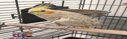 Cockatiels birds for sale: Cockatiel looking for a new home in High Wycombe - Advert 3
