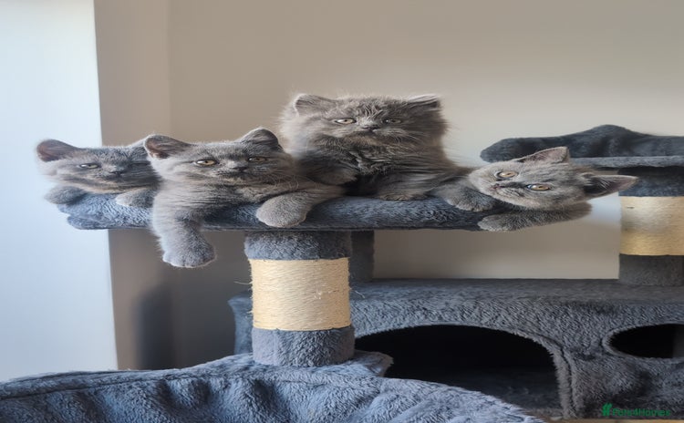 British Shorthair cats - Advert 13