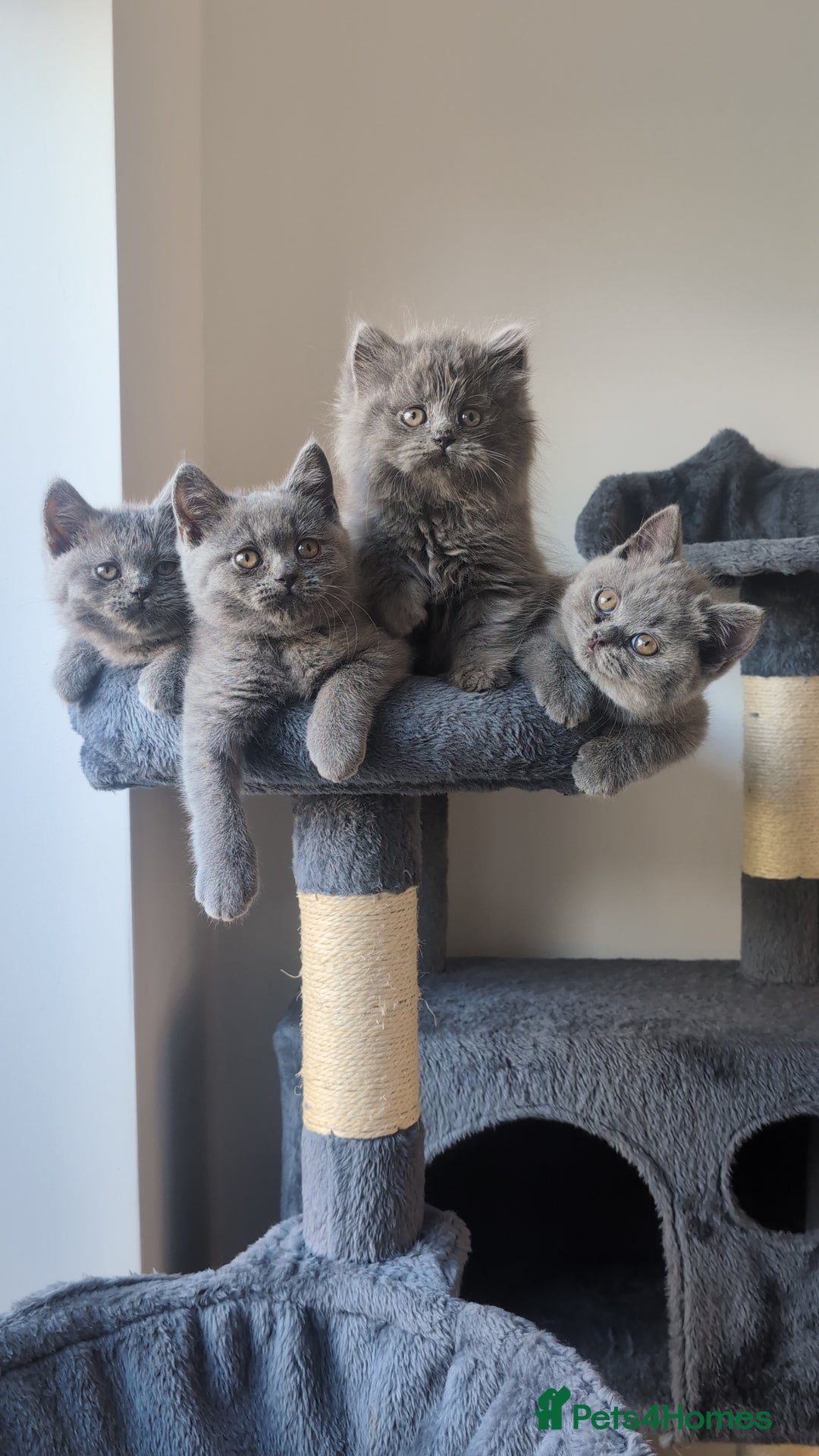 British Shorthair cats for sale: GCCF British Shorthair & longhair kittens - Image 1
