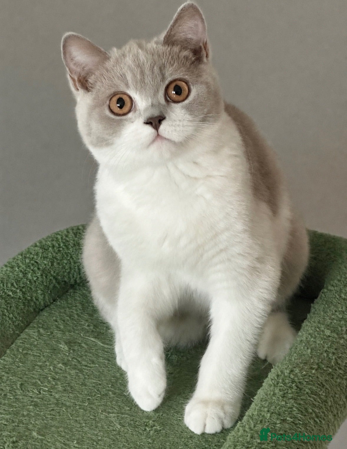 British Shorthair cats READY NOW Lilac and white female BSH  - Advert 15