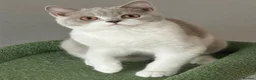 British Shorthair cats for sale: READY NOW Lilac and white female BSH  - Advert 3