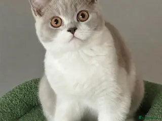 British Shorthair cats READY NOW Lilac and white female BSH - Advert 15