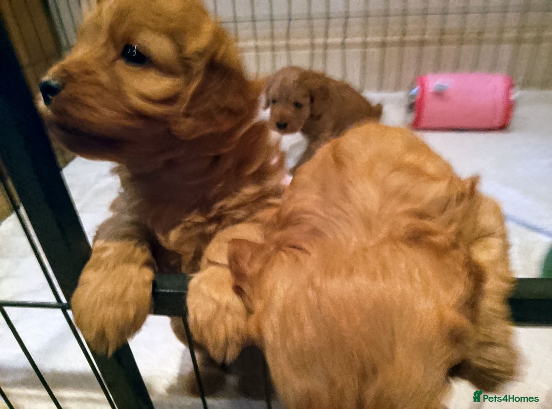Cavapoo dogs for sale: F1 Cavapoo Pups  - Image 12