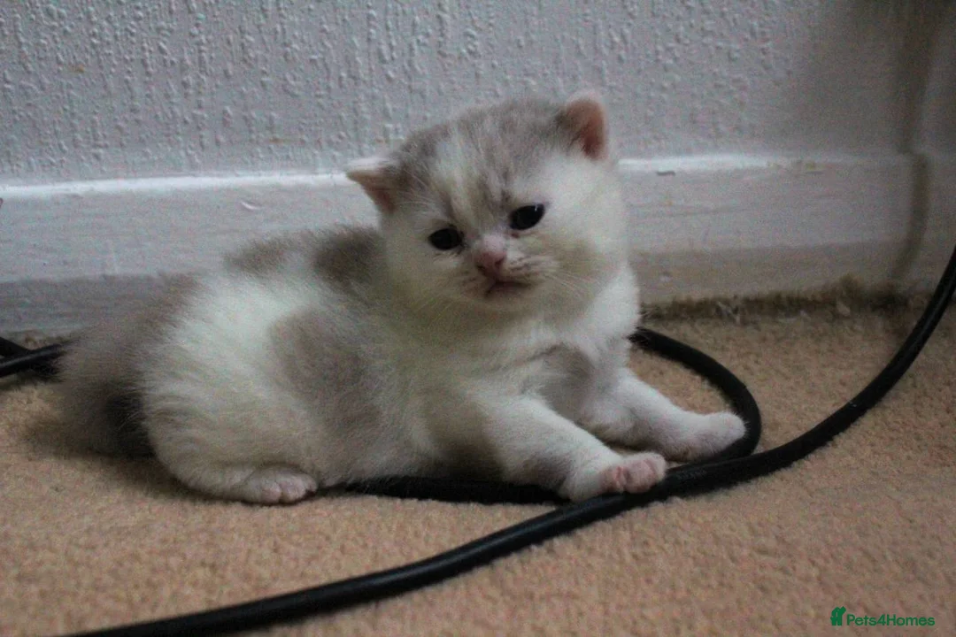 British Shorthair cats for sale: Premium Quality BSH for Sale 🐾 - Advert 12
