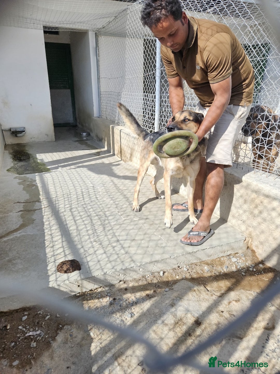 German Shepherd dogs for adoption: The sad story of Bruno - Advert 8