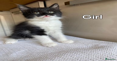Mixed Breed cats - Advert 11