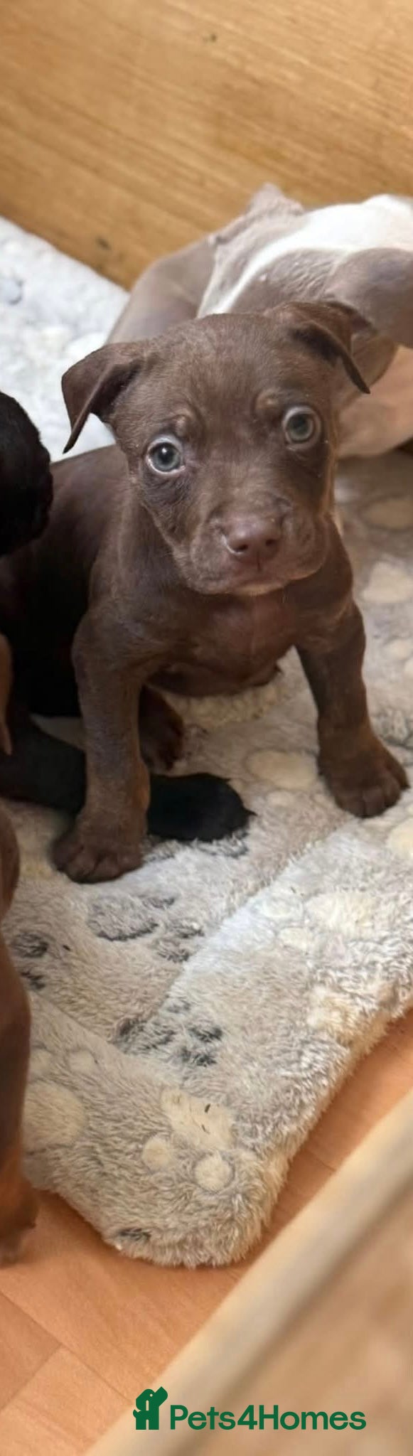 Mixed Breed dogs Staff X American Bully Pups - Advert 2