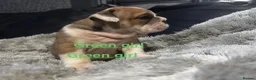 English Bulldog dogs for sale: Ready to leave this weekend  - Advert 10