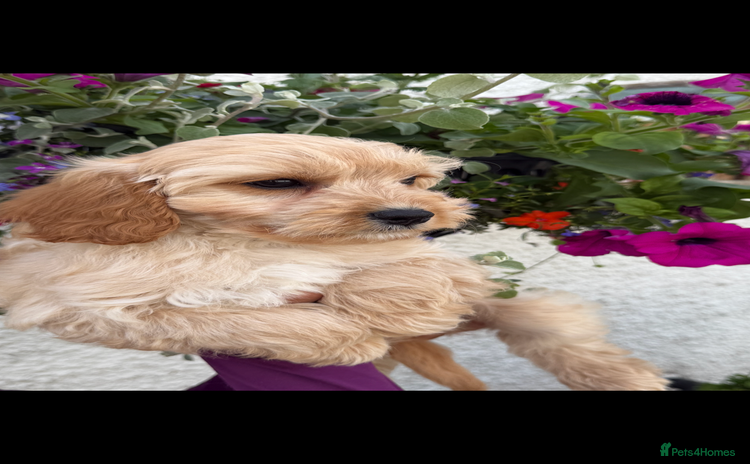 Cavapoo dogs in Lanark - Advert 3