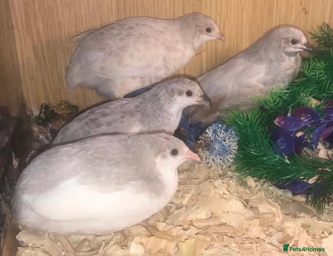 Quail poultry for sale: CHINESE PAINTED BUTTON QUAILS EGGS ! - Advert 2