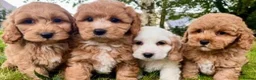 Cavapoo dogs for sale: F1 cavapoo puppies - Advert 1
