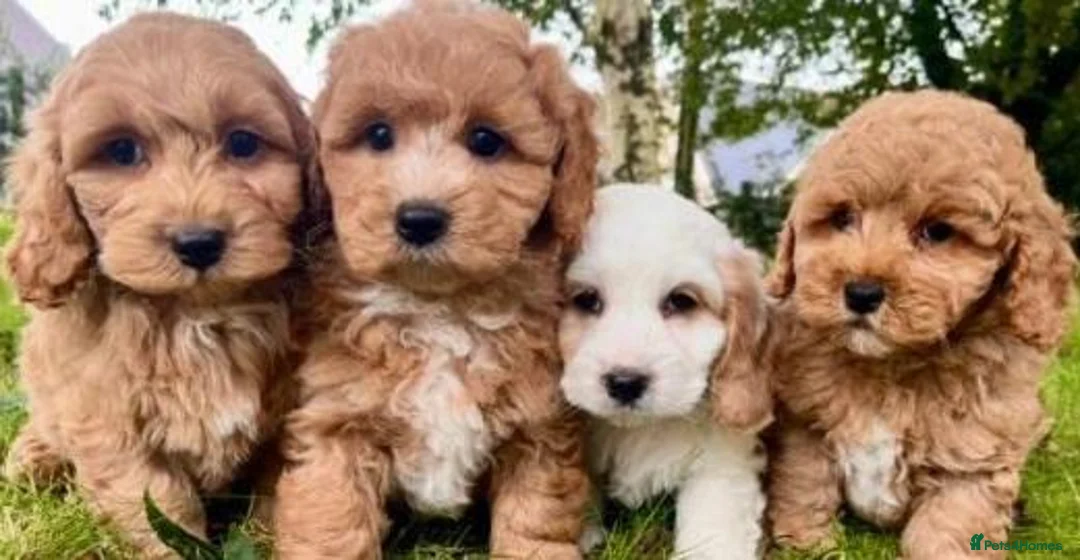 Cavapoo dogs for sale: F1 cavapoo puppies - Advert 1