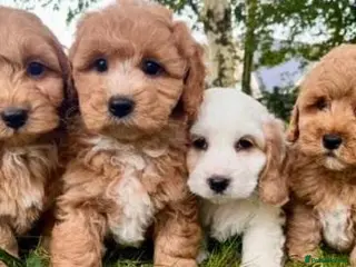 Cavapoo dogs F1 cavapoo puppies - Advert 3