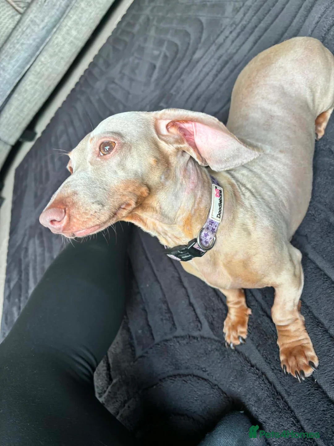 Dachshund dogs for sale: Female dachshund  - Advert 2