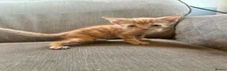 Mixed Breed cats for sale: 4 kittens  in Clacton-on-Sea - Advert 11