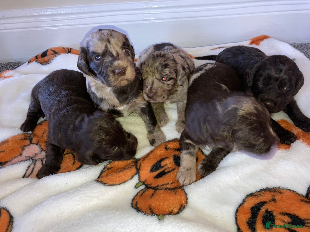 Cockapoo dogs for sale: Merle Cockapoos - Image 1