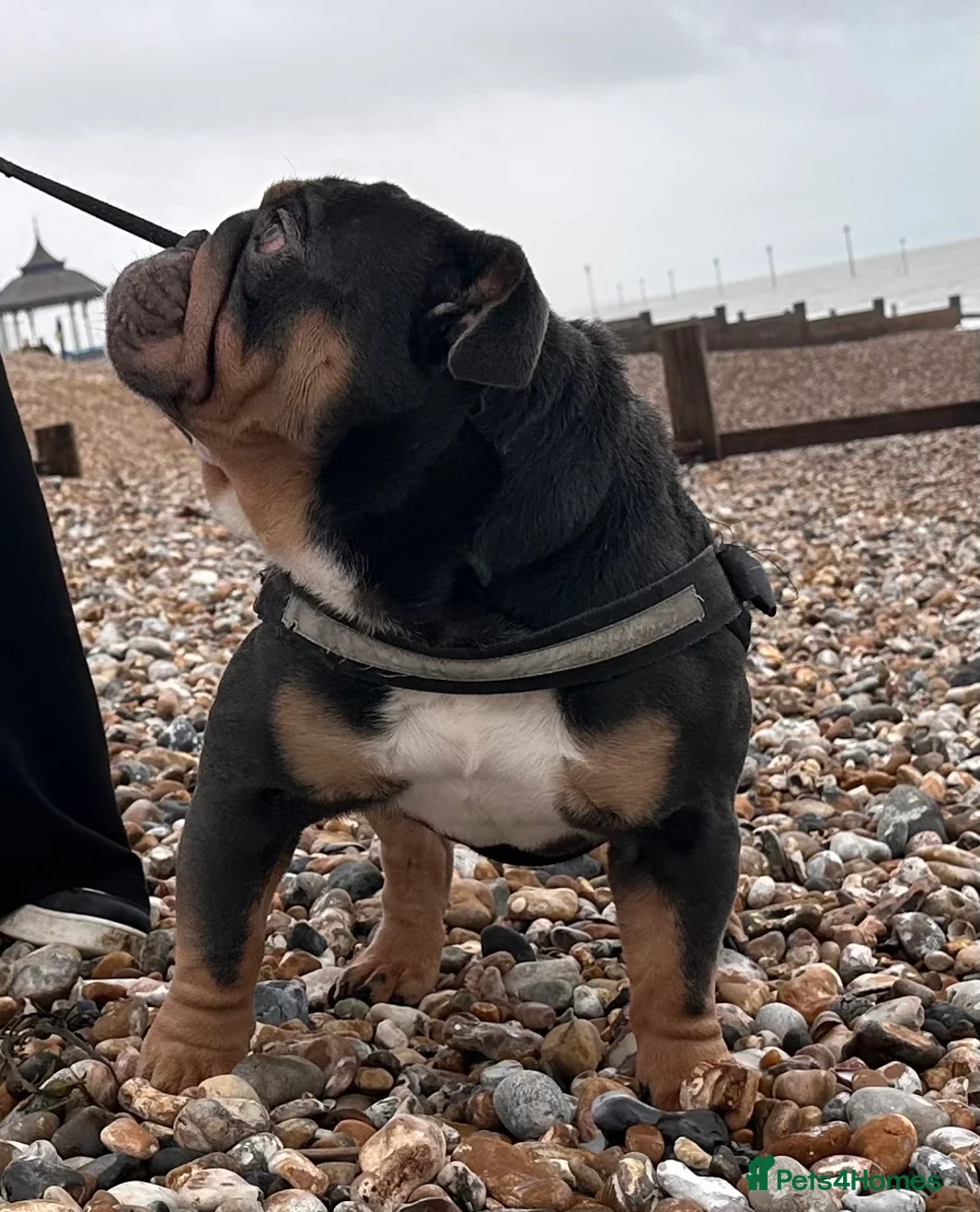 English Bulldog dogs for stud: Blue Tri stud boy  - Advert 10