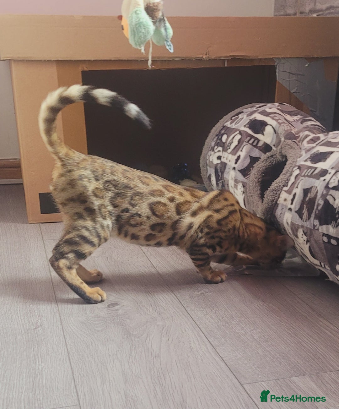Bengal cats for sale: Bengal kittens (Tica regi.) 2 boys left - Image 14