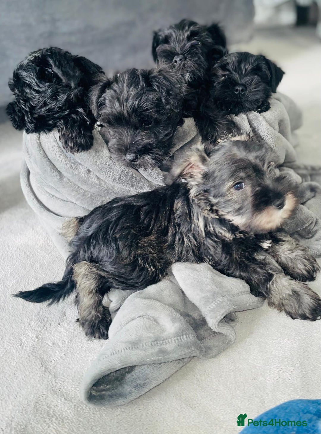 Miniature Schnauzer dogs for sale: KC Pedigree Mini Schnauzer - Image 13