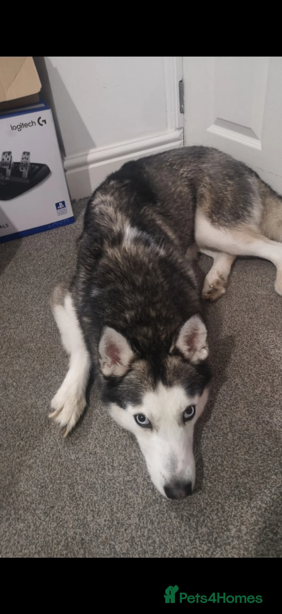 Siberian Husky dogs for sale: Siberian huskys for sale (re-uploaded advert) - Advert 2