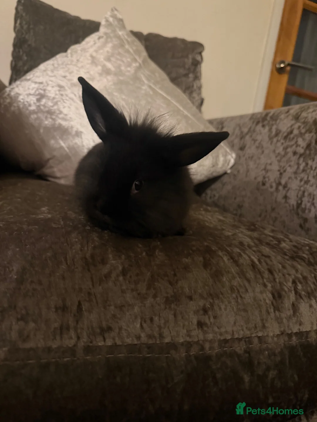Mixed Breed rabbits for sale: Beautiful mini min Rex mix  - Advert 2